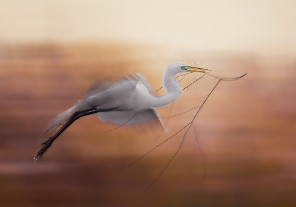 Found a long branch! von Shi &amp Wei