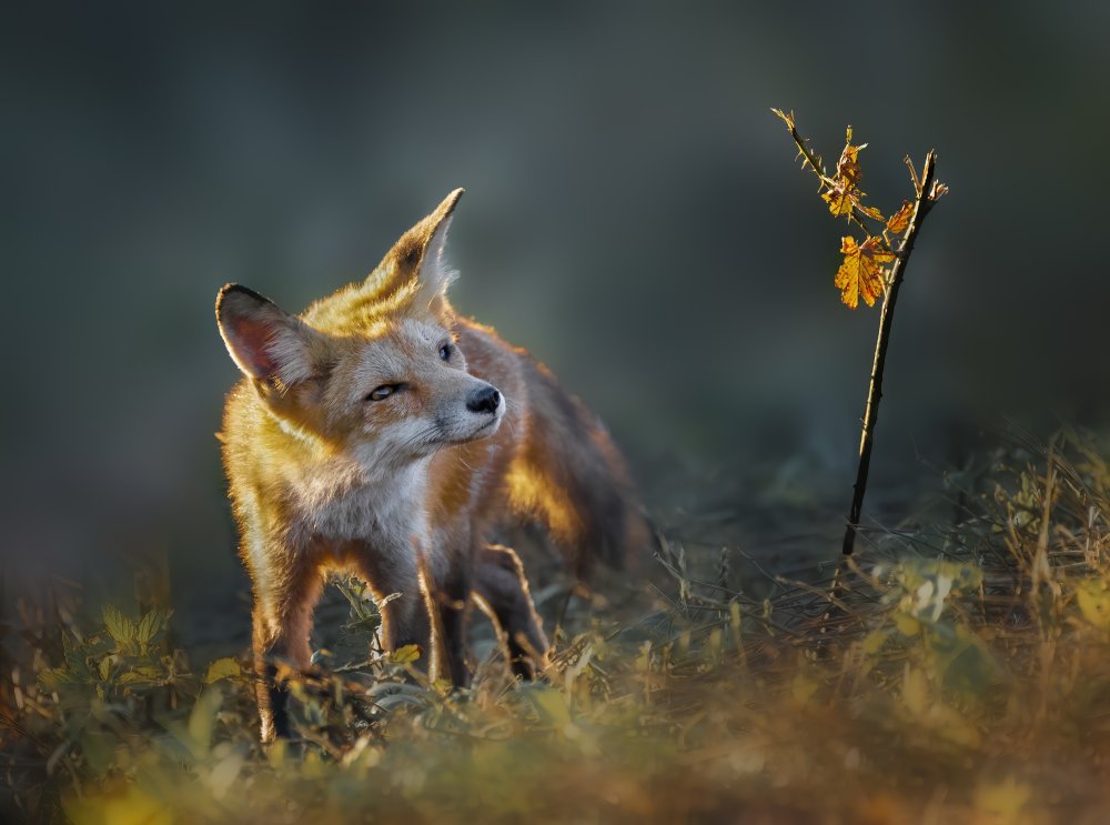 Enjoying Fall Foliage von Shi &amp Wei