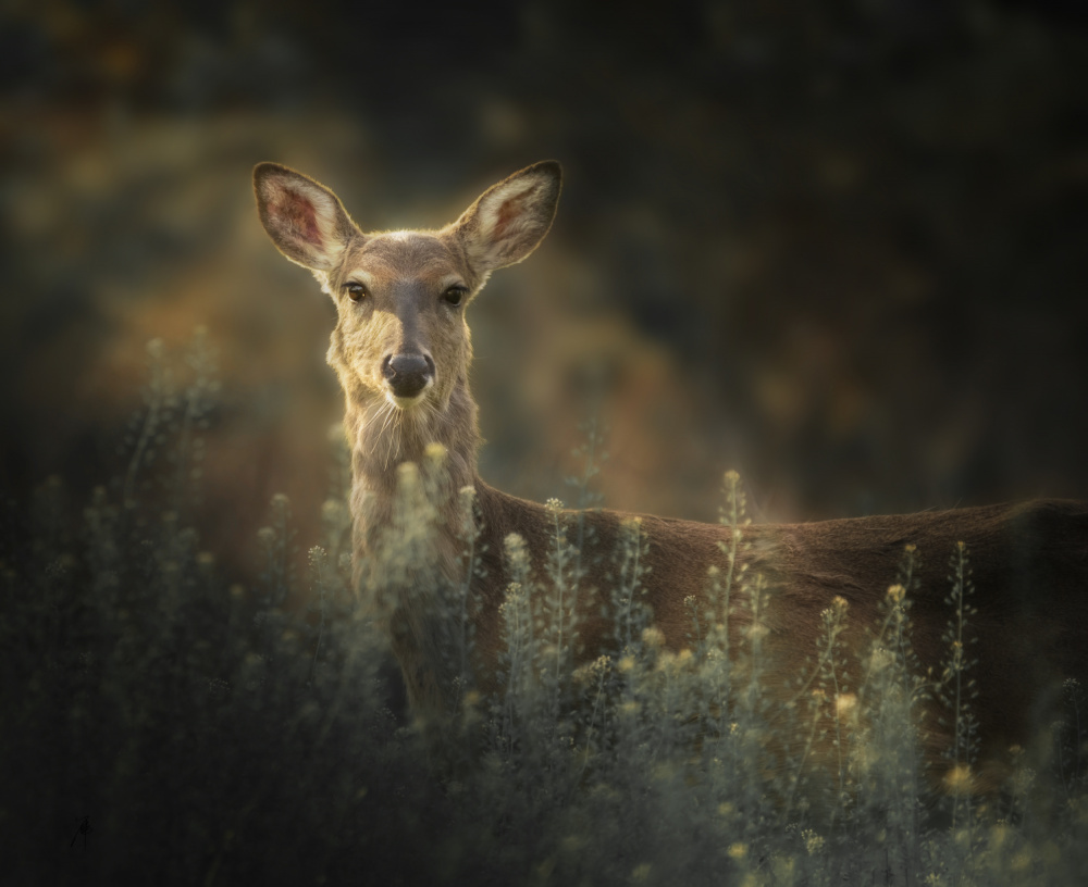 Gazing von Shi &amp Wei