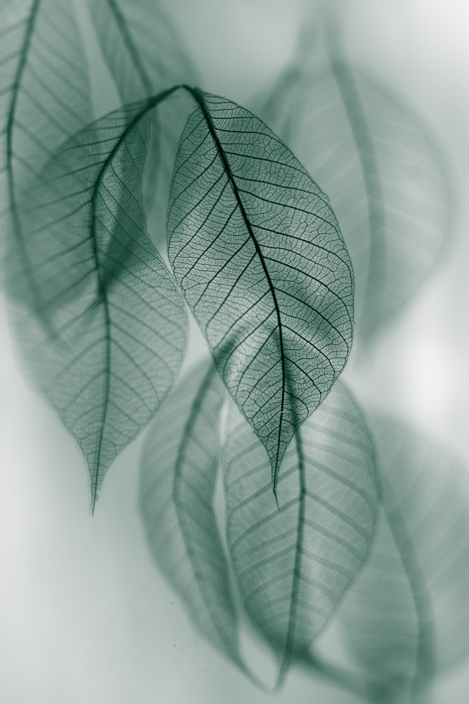 Leaf von Shihya Kowatari