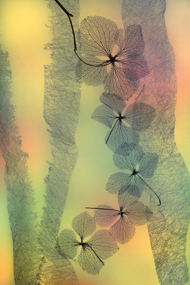 Flower Line von Shihya Kowatari