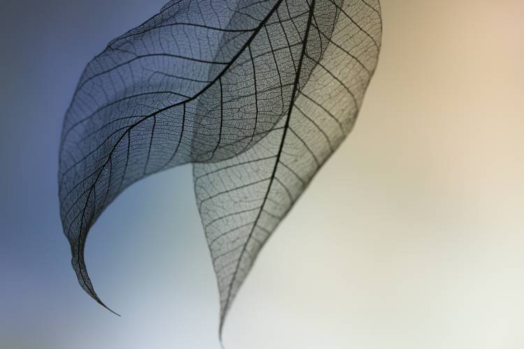 Cavatina von Shihya Kowatari