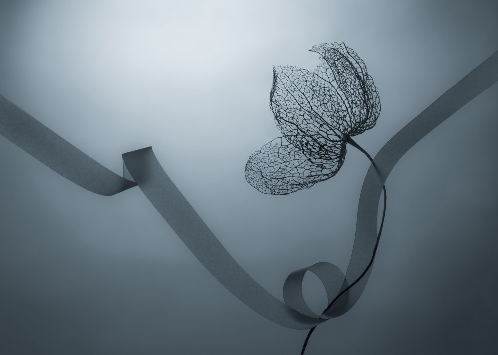 Limber von Shihya Kowatari