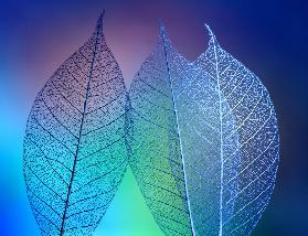 Prismatische Blätter