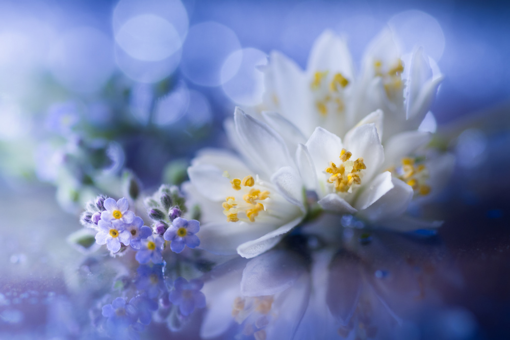 white spring von Shihya Kowatari