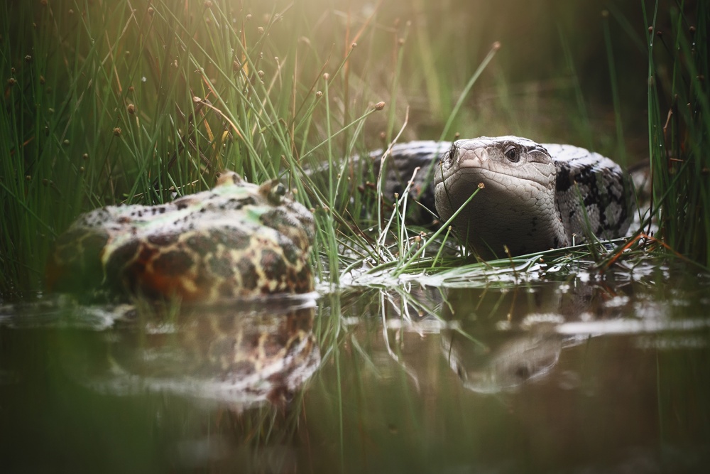 Alert von Shikhei Goh