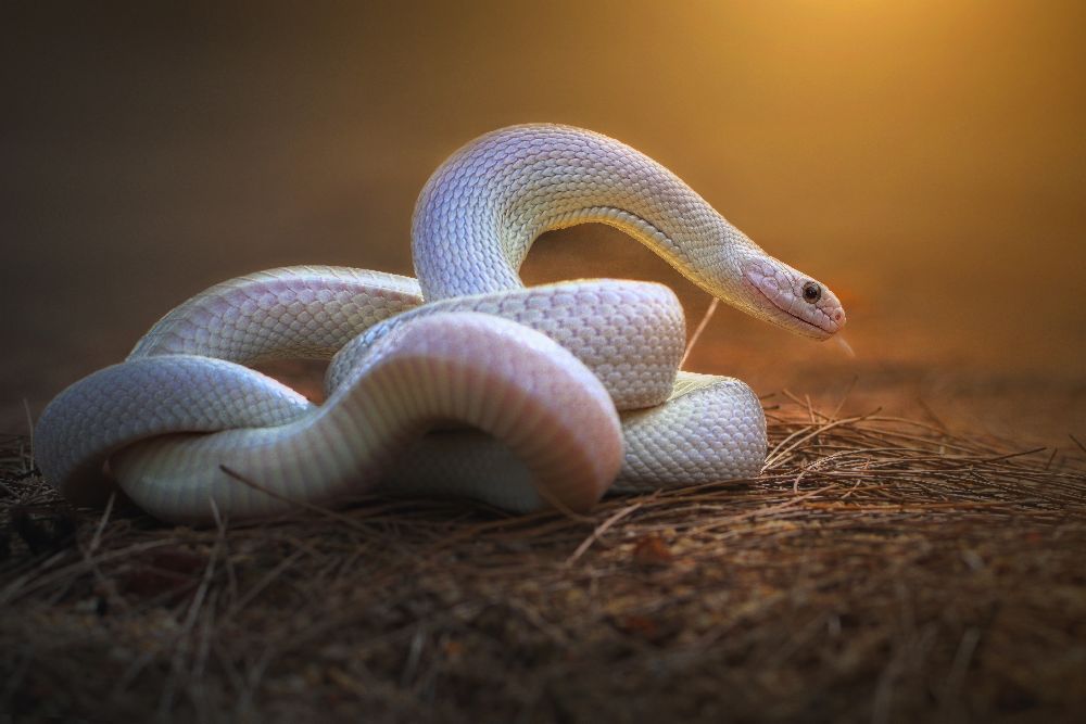 Die weiße Legende von Shikhei Goh