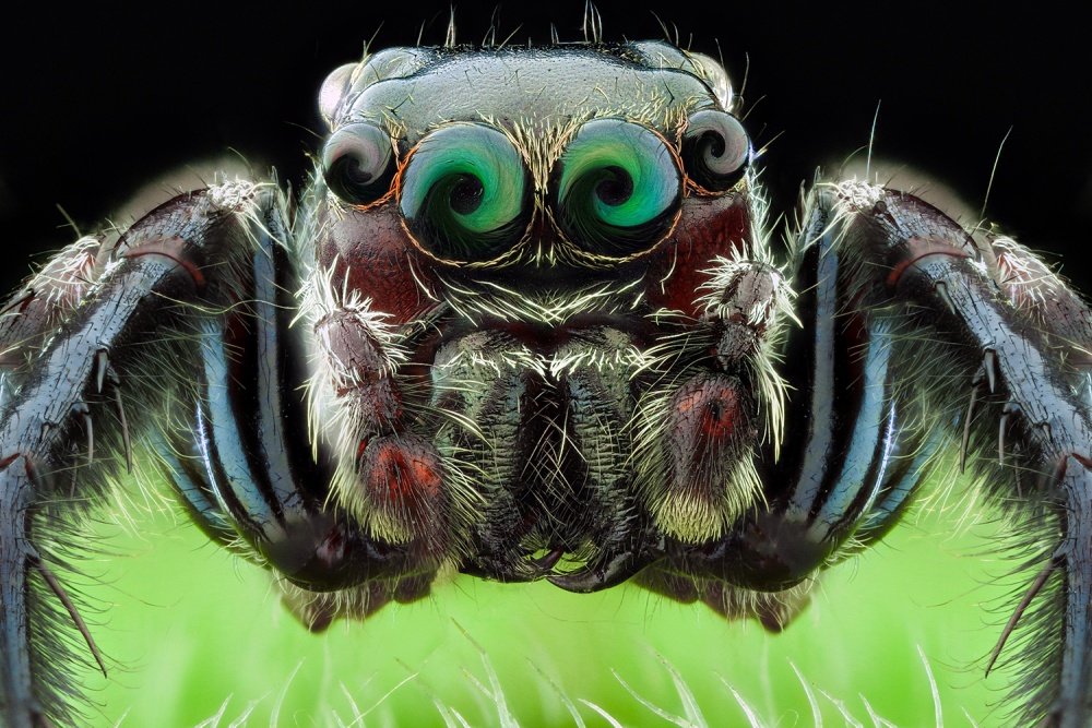 hypnosis von Shikhei Goh