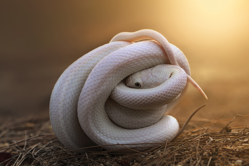 Leucistic Texas Rat Snake von Shikhei Goh