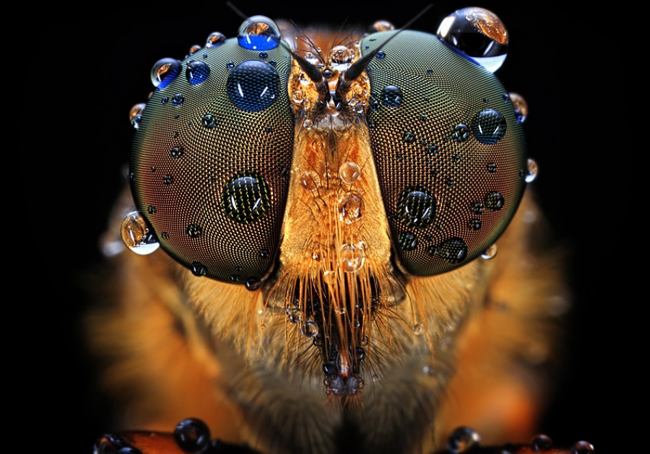 morning dew von Shikhei Goh