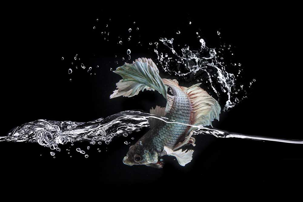 Spritzen von Shikhei Goh