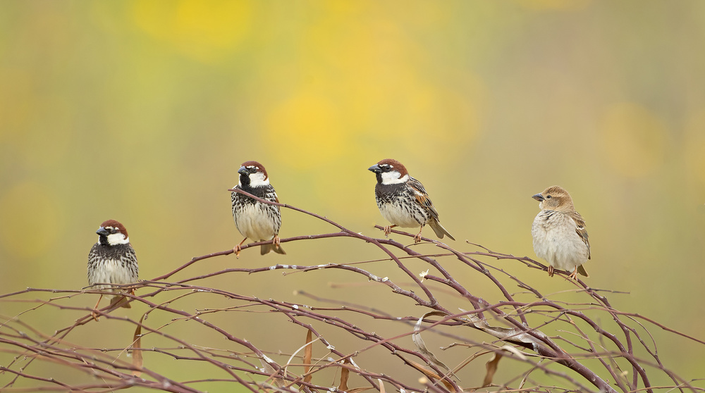 The 4 Sparrows von Shlomo Waldmann