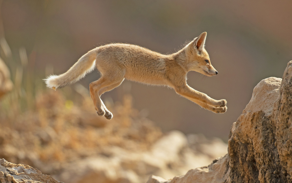 First jump of a Fox Cub von Shlomo Waldmann