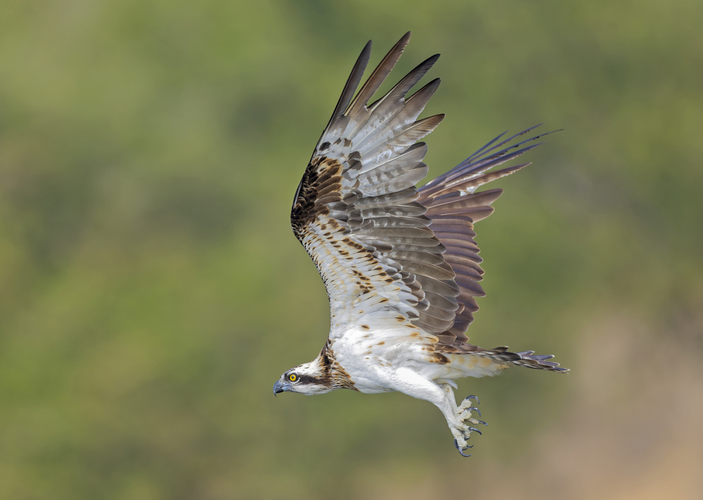 Osprey in hunting von Shlomo Waldmann