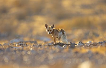 Fox on Sunset