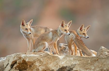FOXES. Juveniles