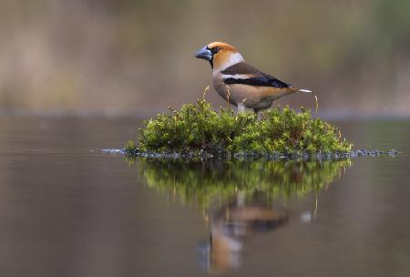 Hawfinch