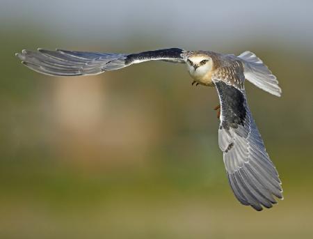 Black Shouldered Kite, Juvenile