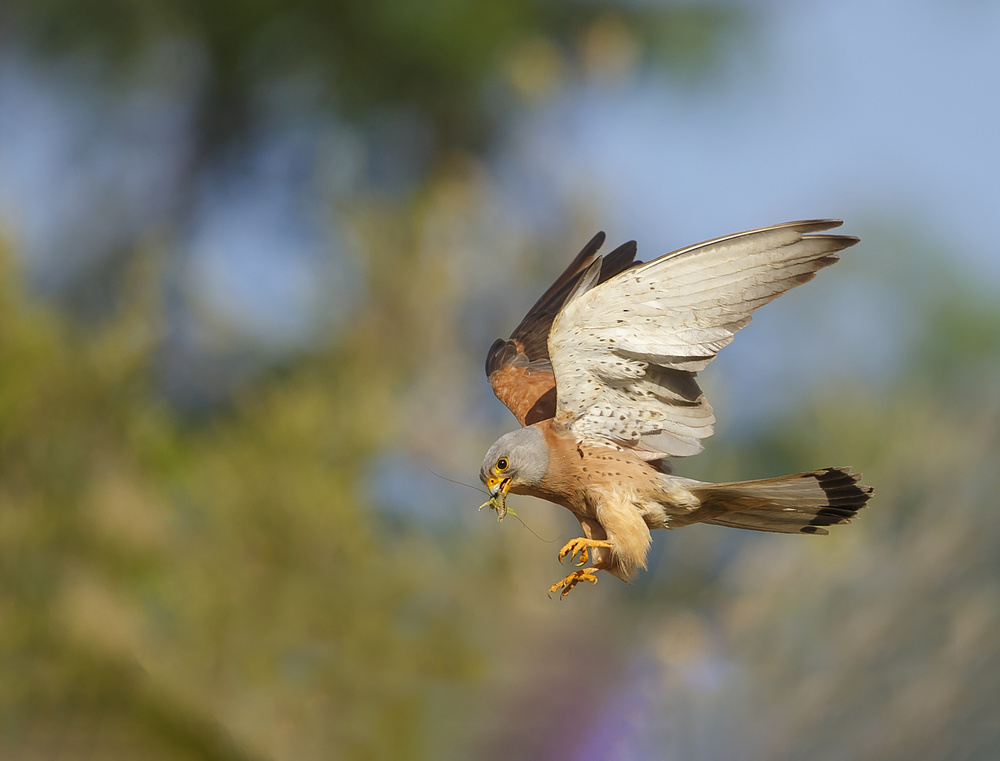 Lesser Kestrel von Shlomo Waldmann