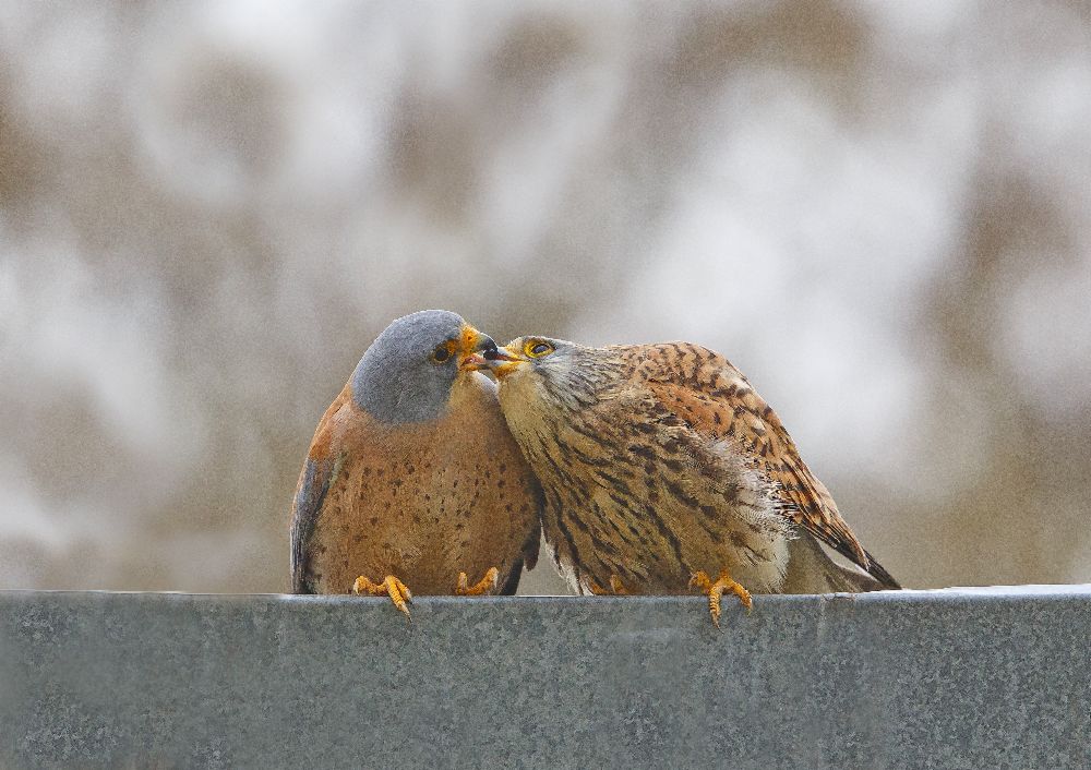 Turmfalke, Kuss .. von Shlomo Waldmann