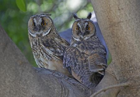 Long-eared Owls