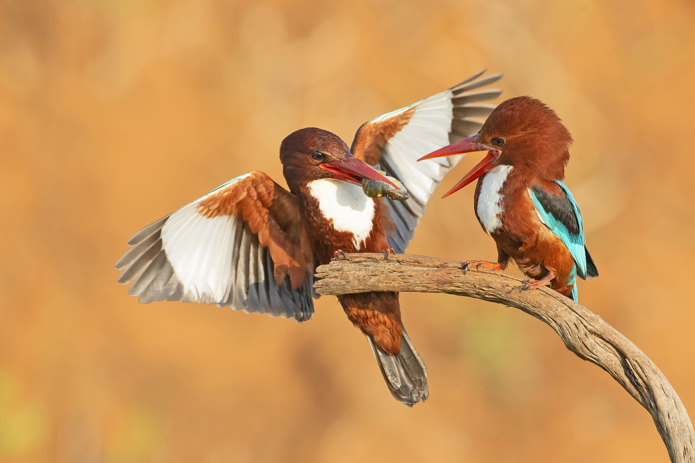 White throated Kingfishers - feeding von Shlomo Waldmann
