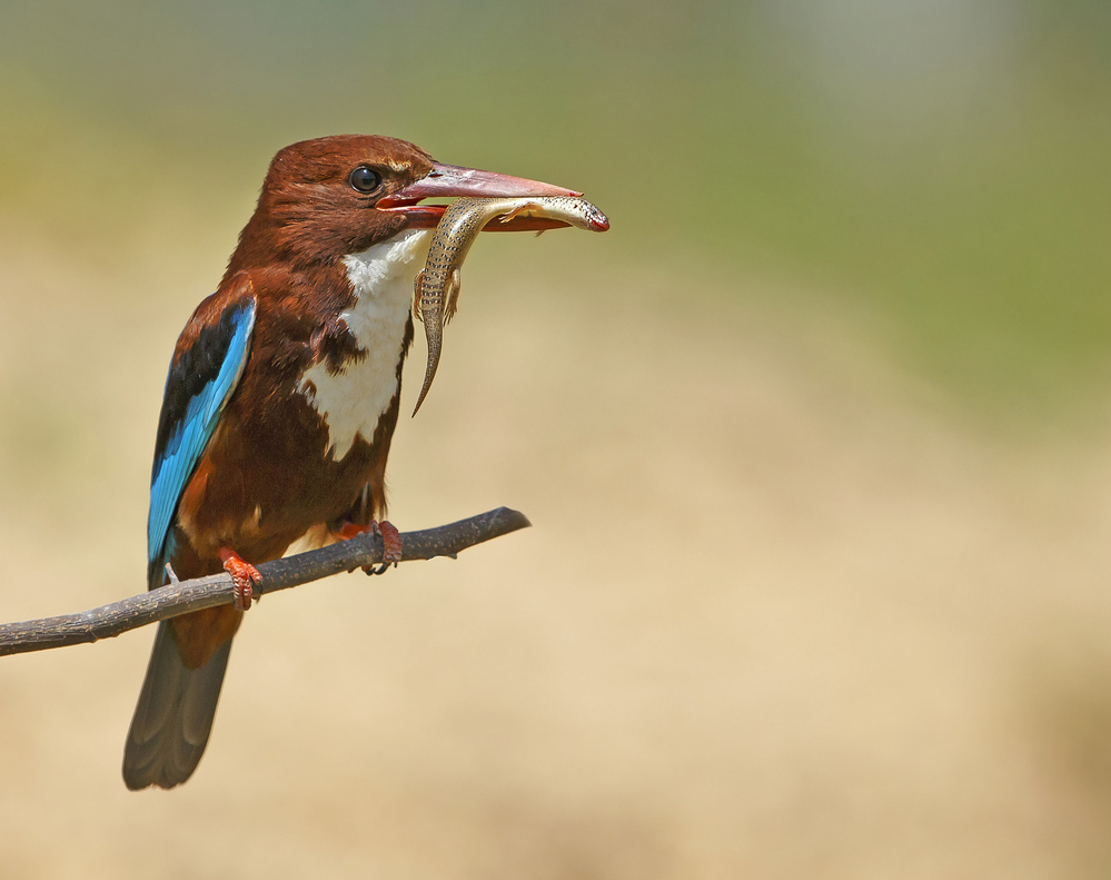 White Throated Kingfisher von Shlomo Waldmann