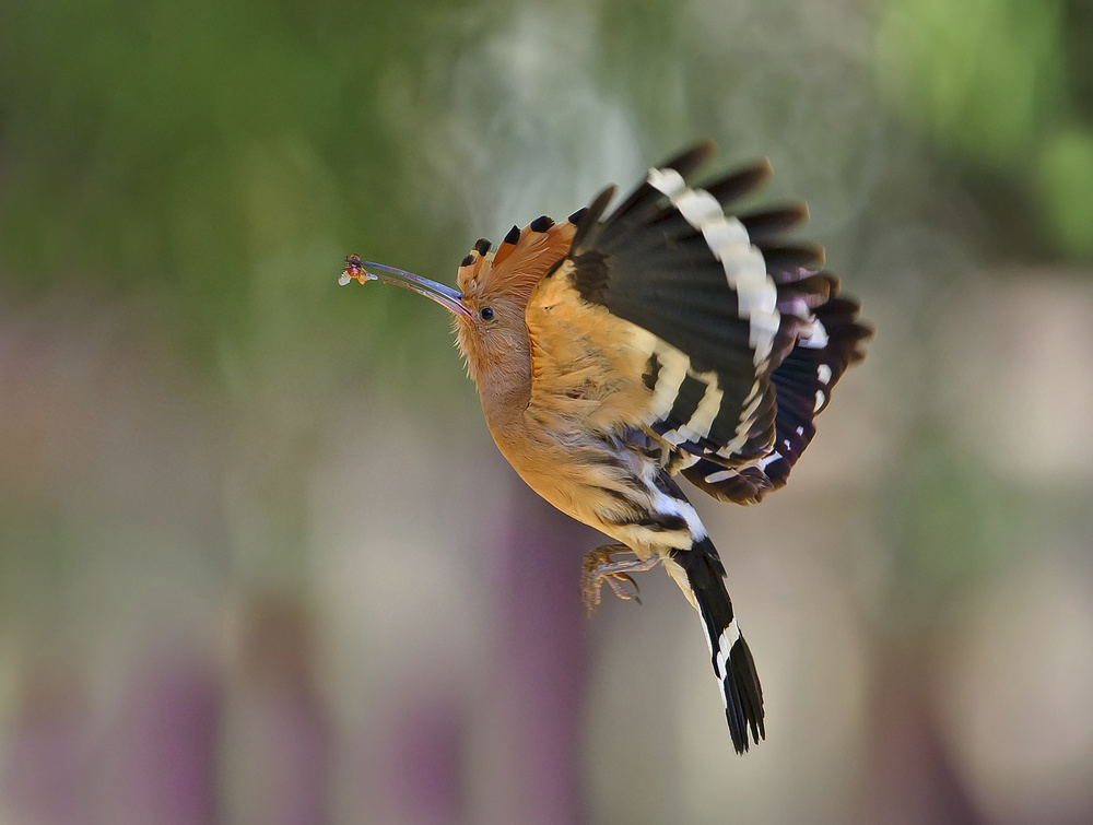 HOOPOE von Shlomo Waldmann