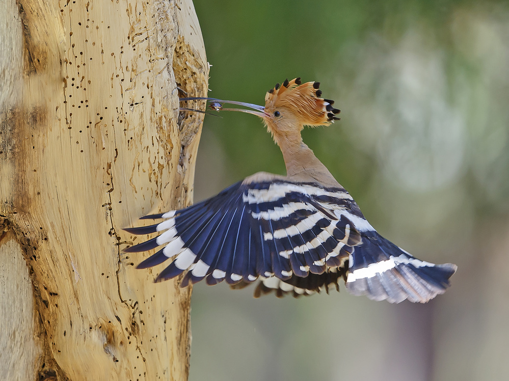 Hoopoe - Feeding the Female 2 von Shlomo Waldmann