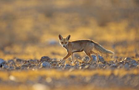 Desert Fox