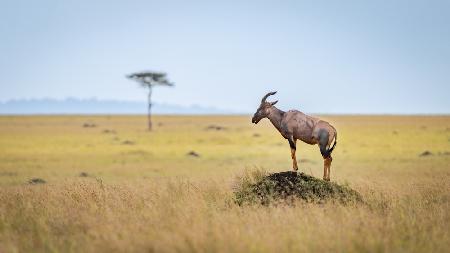 A Mara landscape… Topi on a rock.