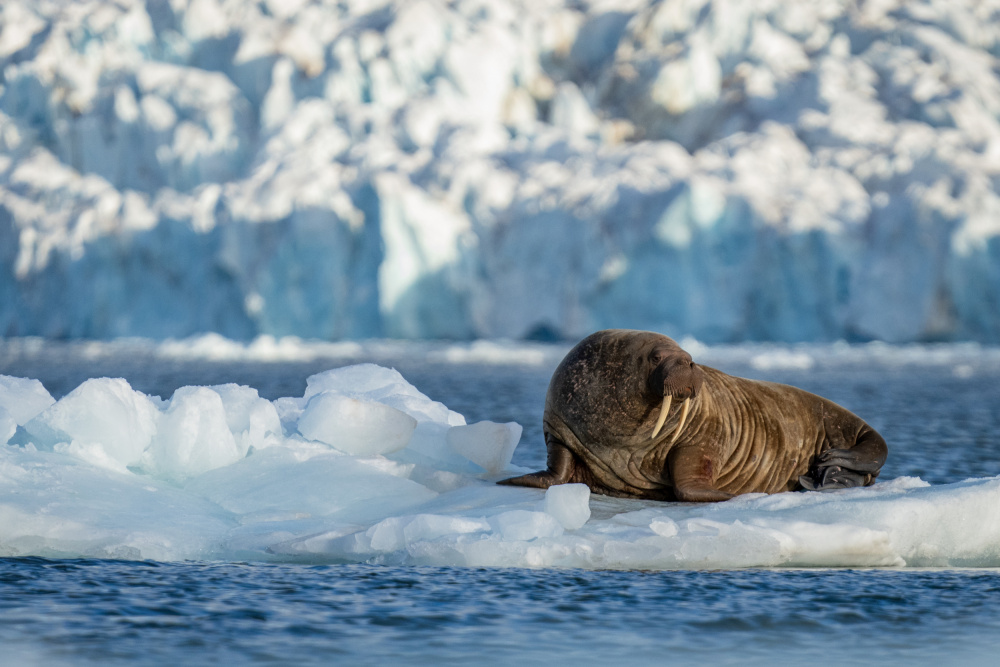 Svalbard .. Mr Walrus on ice throne.. von Shobhit Chawla