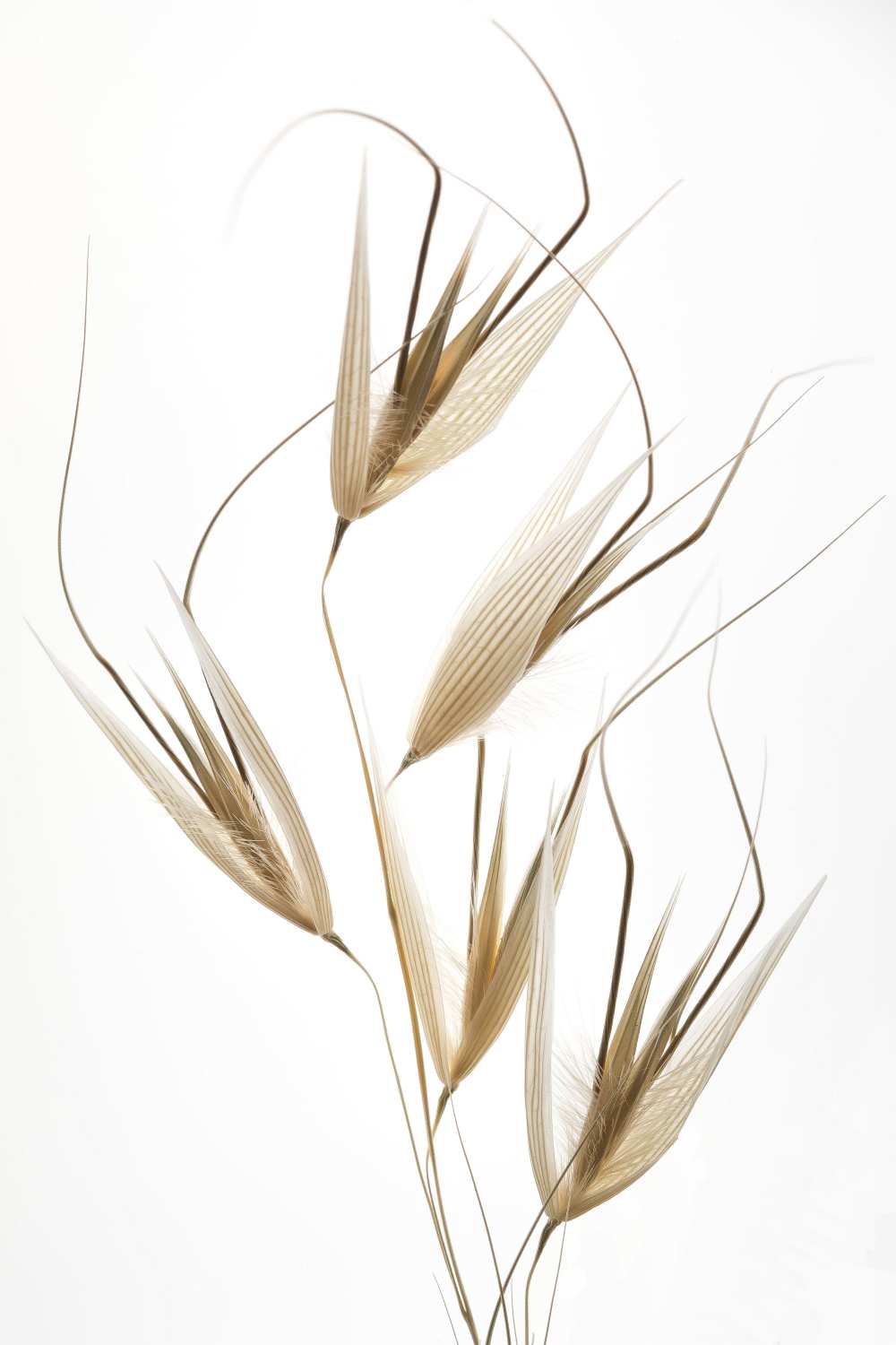 Delicacy of nature von Shogun