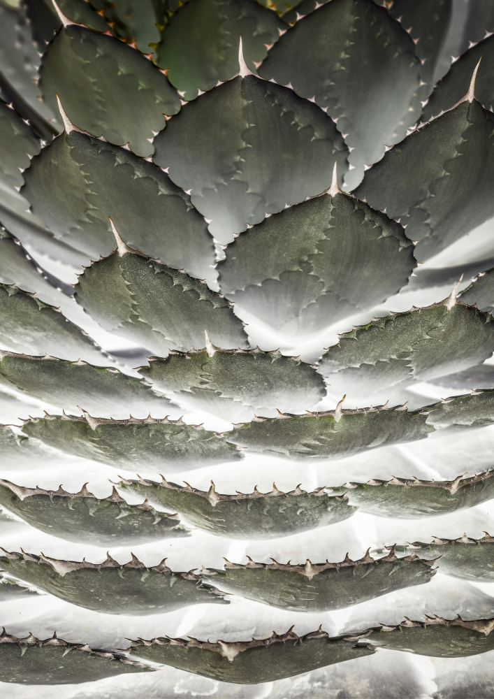 Agave Layers von Shot by Clint