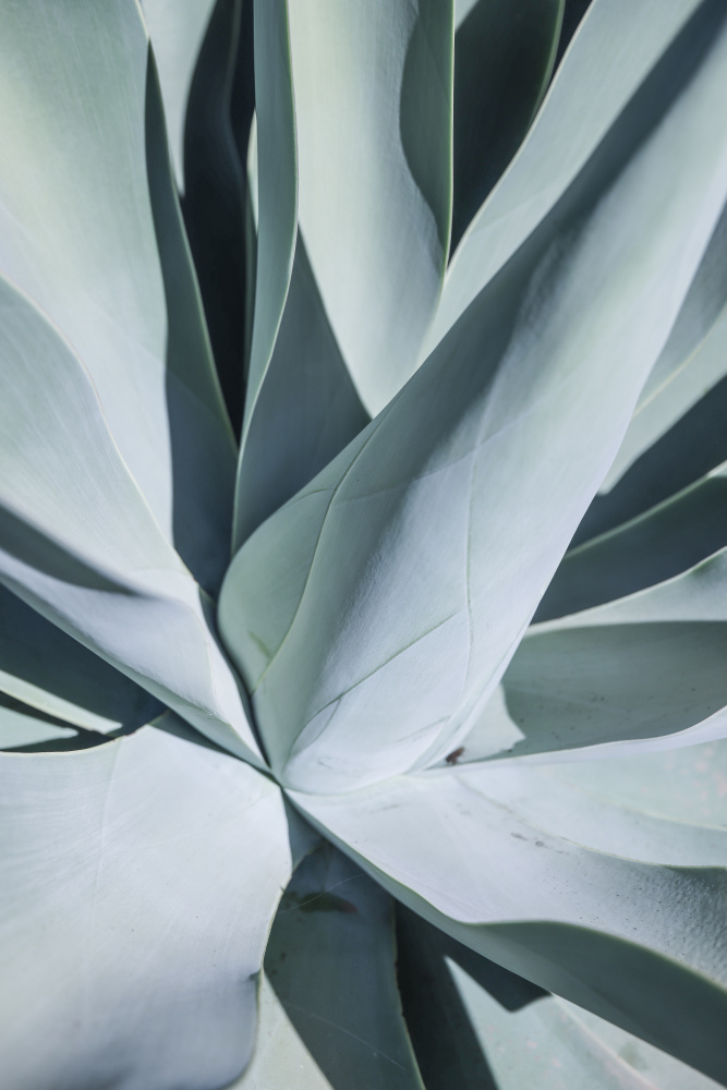 Aqua Cactus von Shot by Clint