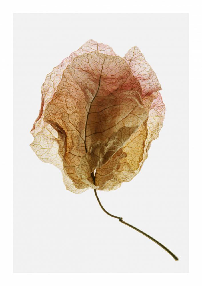 Bougainvillea Study No6 von Shot by Clint