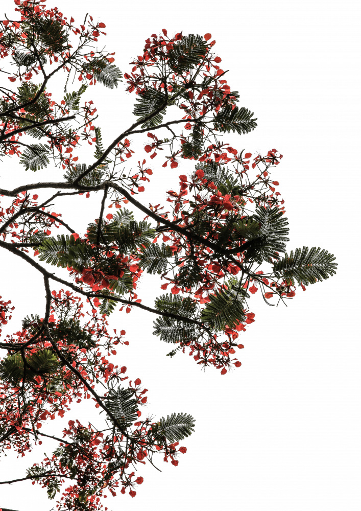 Flamboyant von Shot by Clint