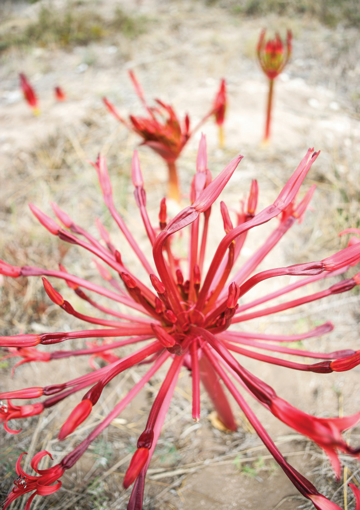 Feinbos von Shot by Clint