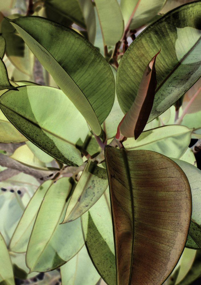 Ficus Elastica von Shot by Clint