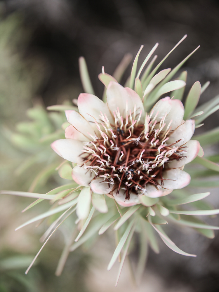 Flos von Shot by Clint