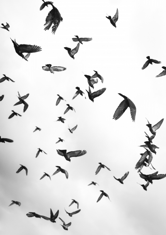 Flight &amp; Freedom No5 von Shot by Clint