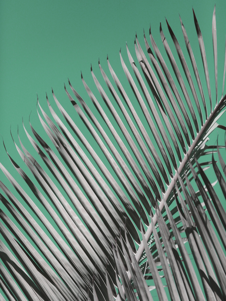 Frondis von Shot by Clint