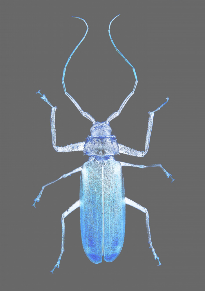 Insect Evolution von Shot by Clint