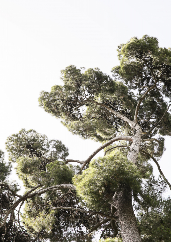 Japanese Garden 01 von Shot by Clint