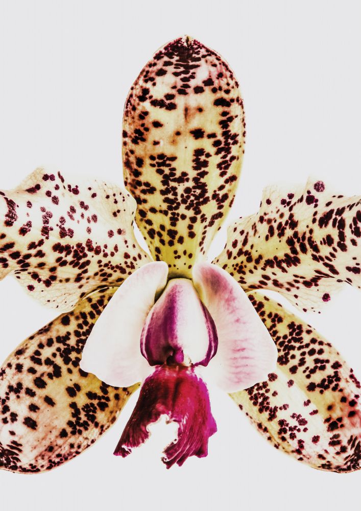 Coral Orchid von Shot by Clint