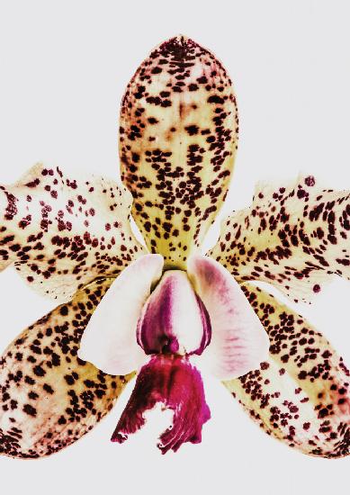 Coral Orchid