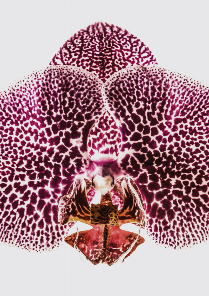 Leopard Orchid von Shot by Clint