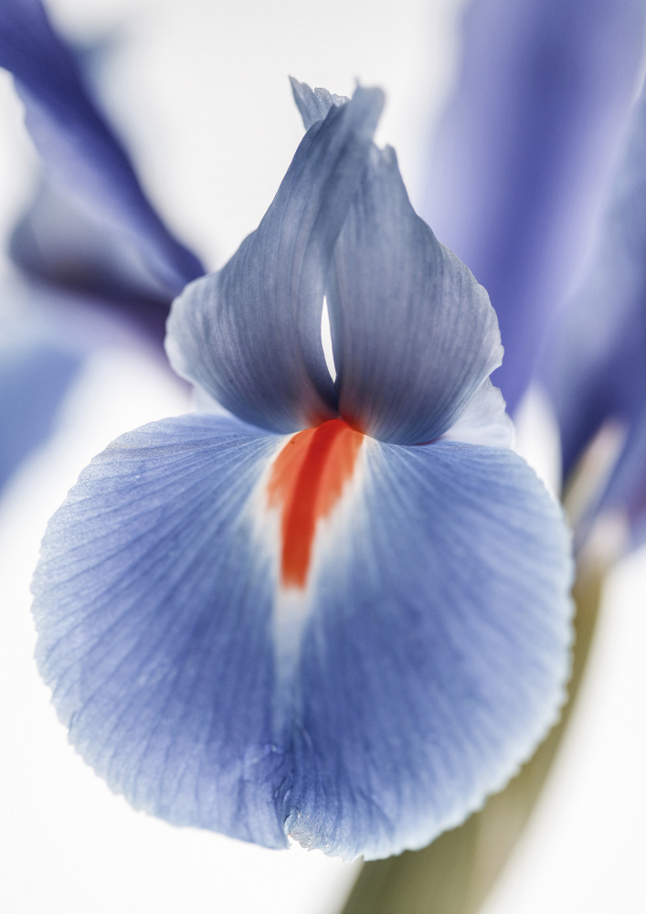 Lilly von Shot by Clint