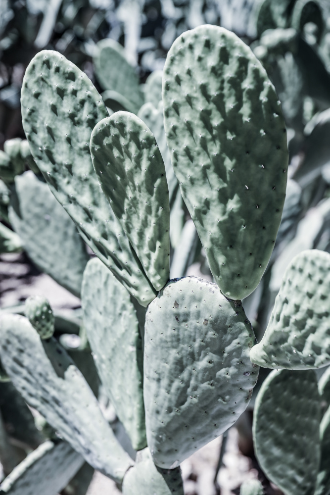 Mexi Pears von Shot by Clint