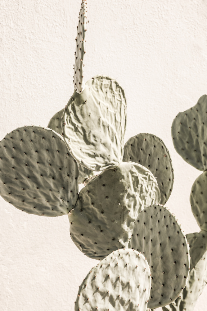 Mexi Catus 02 von Shot by Clint